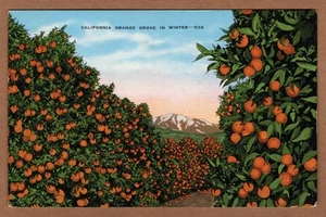 Winter California Orange Grove UNP Linen Kropp Postcard - Picture 1 of 2