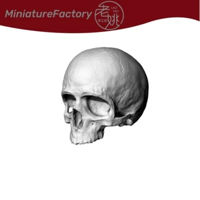 SSMODEL 1:87 HO Skull 20pcs Railroads Scenery Miniatures Factory Building - Image 1 of 2