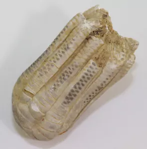 Crinoide, Encrinus liliiformis, Trias, calce conchiglia, Bad Driburg, BRD -L208 - Foto 1 di 8