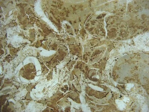 Fossil Dünnschnitt - XL Dia - Pennsylvanian Colony Creek Shale Fossil Bett - Bild 1 von 3