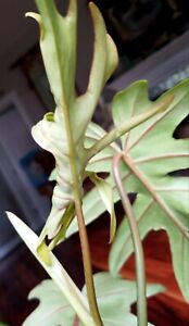 Rare XL Philodendron Mayoi 30" Tall  Monstera Anthurium Aroid Syngonium