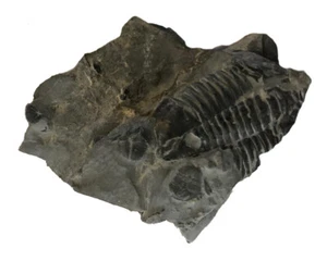 Genuine Elrathia Kinghi Trilobite Fossil 2 1/4" x 2 1/4" - Picture 1 of 1
