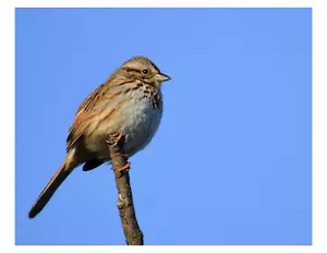 "Song Sparrow - Impresión fotográfica 8x10 en 8,5"" x 11" - Imagen 1 de 1