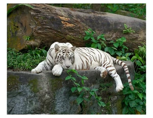 "Foto de tigre blanco acostado en la roca 8x10 en 8,5"" x 11" - Imagen 1 de 1
