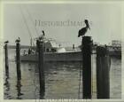 1967 Press Photo Pelicans perch on pilings at Miami Beach port in Florida