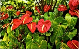 Postcard Red Anthuriums Exotic Flowers Hawaii - Picture 1 of 2