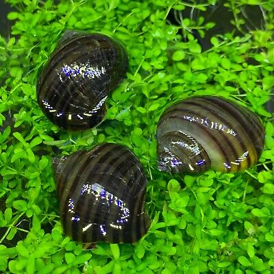 3 Black Mystery Snails (Pomacea Bridgesii) - Live Freshwater Snail - Plants • 16.99$