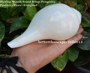 Loud Vamavarti 5.5 Inch / 250 GM Blowing Shankh Conch Shell Shankha -Energized - Picture 1 of 5