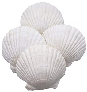 Large Natural Baking Shells White Scallops, 4-Inches, Set of 12 - Picture 1 of 4