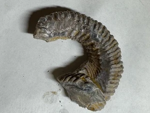 OSTRA CREMALLERA FÓSIL - Imagen 1 de 3