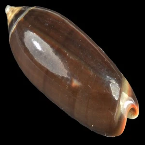 OLIVA OLIVA f. ORIOLA (Negros Isl., Philippines) 22.8mm #30669 - Picture 1 of 4
