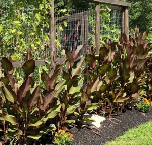 Canna Bulbs Red Flowers Tall  Plants Lot Of (10) Bronze Leaf Lily Rhizomes - Picture 1 of 2