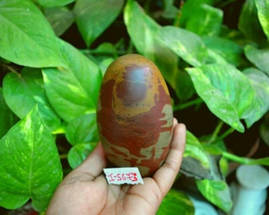 Hermosa Narmada Shivling Tantrik Shiva Lingam 3,5" | Banalingam ~ I-5673 - Imagen 1 de 8