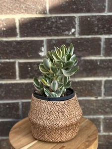 Jade Plant - Money Tree - variegated - Lush Green & White Leaves - Bare Rooted - Picture 1 of 4