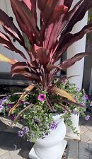 Ti Hawaiian Cordyline Red Sister Double live plant 20+â€� Tall Gift Organic Pink