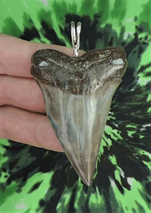 Mako Sharks Tooth Pendant SUPER NICE!! NO RESTORATIONS fossil sharks teeth - Picture 1 of 7