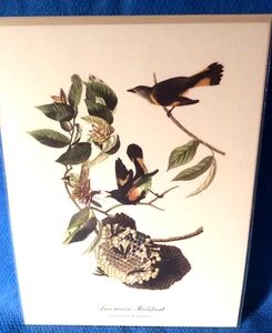 Audubon Bird American Redstart Color Print 9x12 Loc E - Picture 1 of 6