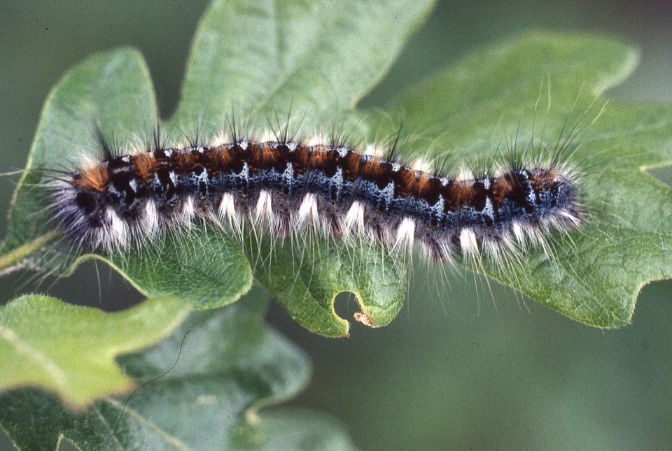 35 MM Color Slides Pro Photo Insect Caterpillar on Leaf Close up 1993 #18 - Image 1 of 1