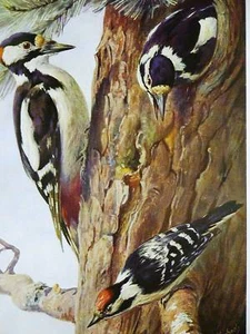 Alfred Brehm 1913 BEBÉ PÁJARO PÁJARO CARPINTERO Estampado Arte Antiguo Enmarañado - Imagen 1 de 3