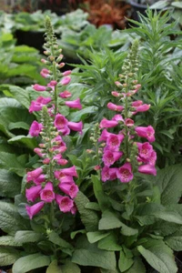 2 GR DE DIGITALIS PURPUREA 'Rosa Camelote Aprox. 10000 SEMILLAS - Imagen 1 de 1