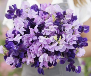 Sweet Pea PURPLE MIX Fragrant Climbing Vine Purple Flowers Non-GMO 15 Seeds! - Picture 1 of 4