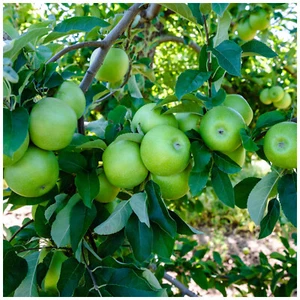 Dwarf Patio Granny Smith Apple Tree Miniature, in a 5L Pot Ready to fruit - Picture 1 of 3