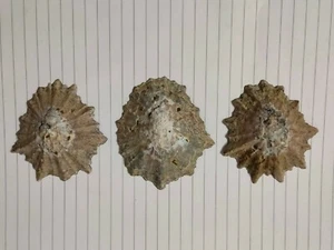Conchiglia Shell Patella CYMBULA OCULUS Gigante gruppo di 3 pezzi Sud Africa - Foto 1 di 4