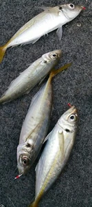 Quality Sabiki Jap Bait Jigs. 10 packs. Yakka, Herring, Slimies. Size 8 hooks - Picture 1 of 9