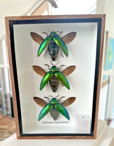 NEW Beetle Taxidermy Insect Museum Glass Frame Bug Butterfly 7x5" - Picture 1 of 5