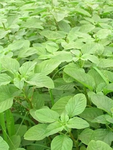 10,001+ Seeds Indian Amaranth Lal Shak – Heirloom Leafy Green, Rich in Vitamins - Picture 1 of 3