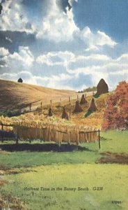 Harvest Time in the Sunny South Tobacco Drying Postcard - Picture 1 of 2