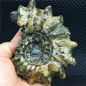 522g NATÜRLICHES poliertes "Ziegenhorn" Fossil Ammonit Douvilleiceras Madagaskar u795 - Bild 1 von 12