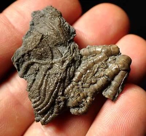 Detallado fósil cabeza crinoide (40 mm) Pentacrinitas Costa Jurásica Fósiles Reino Unido - Imagen 1 de 10
