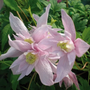 Clematis Markham’s Pink 1L - Eine der frühesten und reichblühenden Sorten - Bild 1 von 7