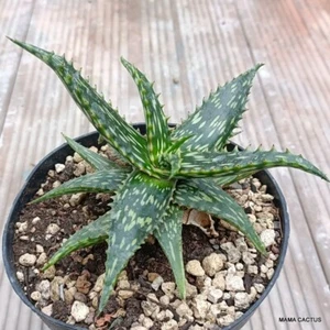 A2946 ALOE JUCUNDA Olla 14 cm H 9 cm W 17 cm MaMa Cactus - Imagen 1 de 4