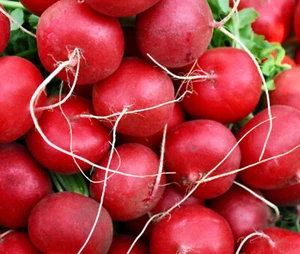 Champion Radish Seeds-- 5 gram packet - Picture 1 of 3