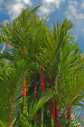 SAMEN Siegellack-Palme Smereien exotischer Palmenbaum Zimmerpflanzen-Samen Saa