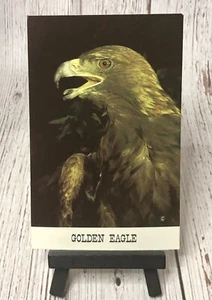Golden Eagle Aquila Chrysaetos Vintage Postcard - Picture 1 of 4
