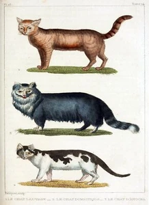 3216.Pet Cats Variety Types POSTER.Home Room Art decoration.Shop Illustrations - Picture 1 of 1