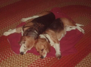 1970s Beagle Dogs Sleeping Rug Cozy Room Floor Cute Adorable Back To Back - Picture 1 of 3