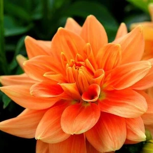 DAHLIA Delight Orange Shades 20 seeds FLOWER GARDEN border rockery CUTFLOWER - Picture 1 of 3