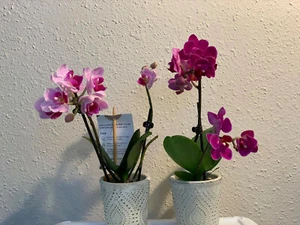 Miniature phalaenopsis pink rainbow royal purp Live Orchid plant hoya epiphyllum - Picture 1 of 15