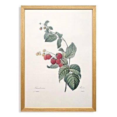 Redouté Botanical Art Print — Professionally Framed — From Taschen Edition - Image 1 of 3