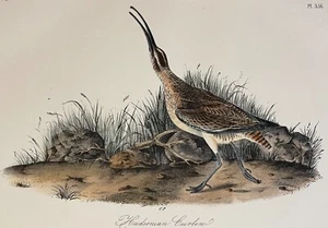 Audubon Hudsonian Curlew Pl 356 Birds Of America 2da Edición Royal Octavo - Imagen 1 de 3