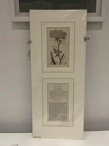Vecchia stampa piante inglesi James Sowerby James Smith colore XIX secolo 1795 - Foto 1 di 12