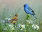 Indigo Bunting Accent & Decor Tile Mike Brown Wildlife Art Mba023at