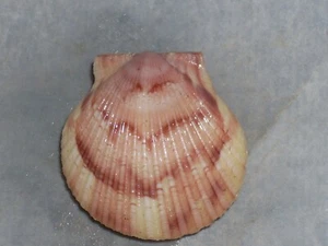 ARGOPECTEN GIBBUS SPECIAL SMILE - Picture 1 of 2