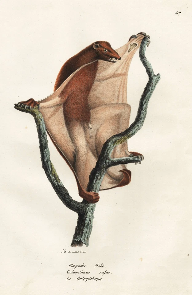 Affe monkeys Affen apes ape monkey Lithographie Brodtmann 1824 - Bild 1 von 1