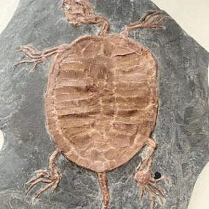 Einzigartige Liaoxi uralter Organismus, Mandschurei exquisite Schildkröte Fossil - Bild 1 von 4