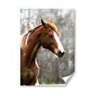 A3 - Brown Horse Equestrian Pony Poster 29.7X42cm280gsm #8759